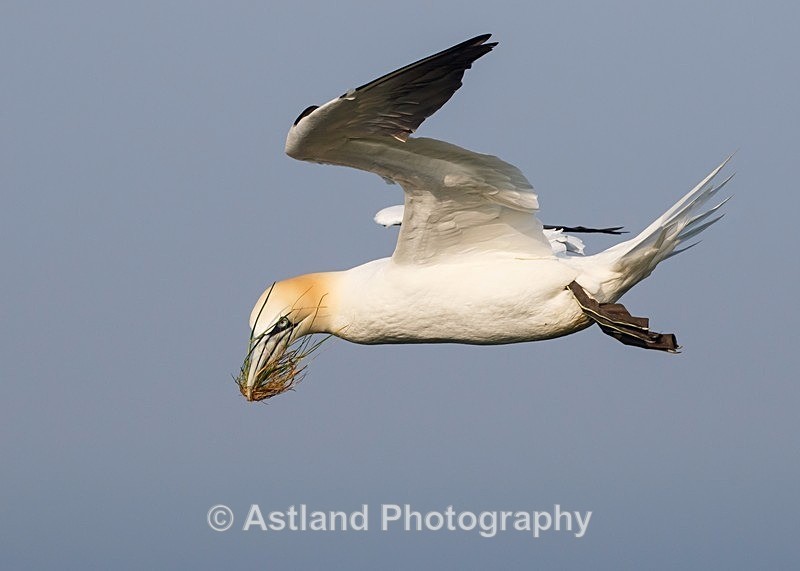 Astland Photography, Bird and Wildlife Images, Susan and Peter Wilson, U.K.