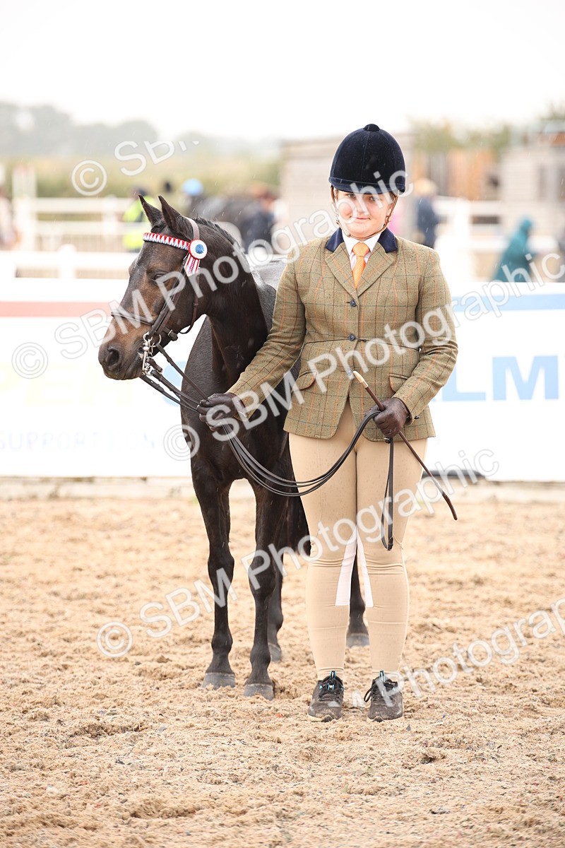 SBM_20132 - Class 702 - IH  Show Horse Pony