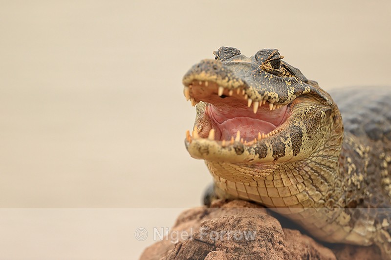 Yacare Caiman resting, gaping mouth - Corixo Negro, Pantanal, Brazil - REPTILES & AMPHIBIANS