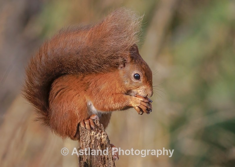 Red Squirrel - Latest Images