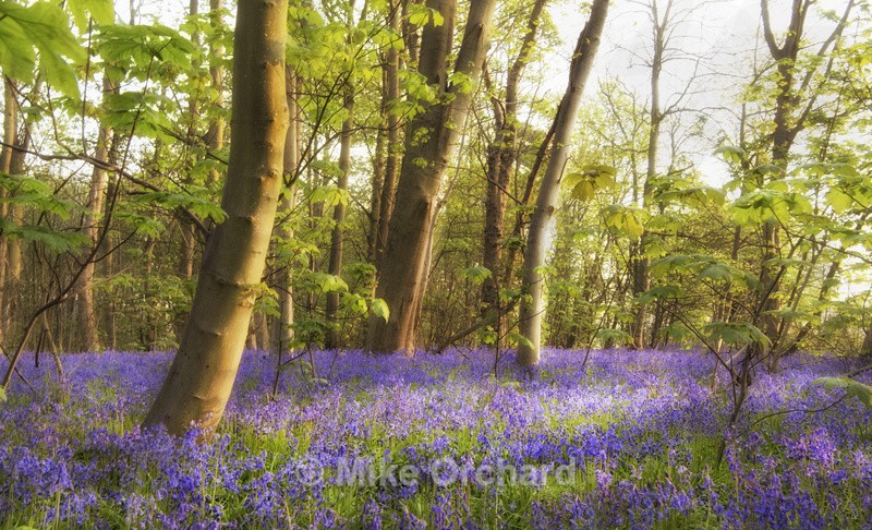 Bluebells - Brightwell - Suffolk - Landscapes