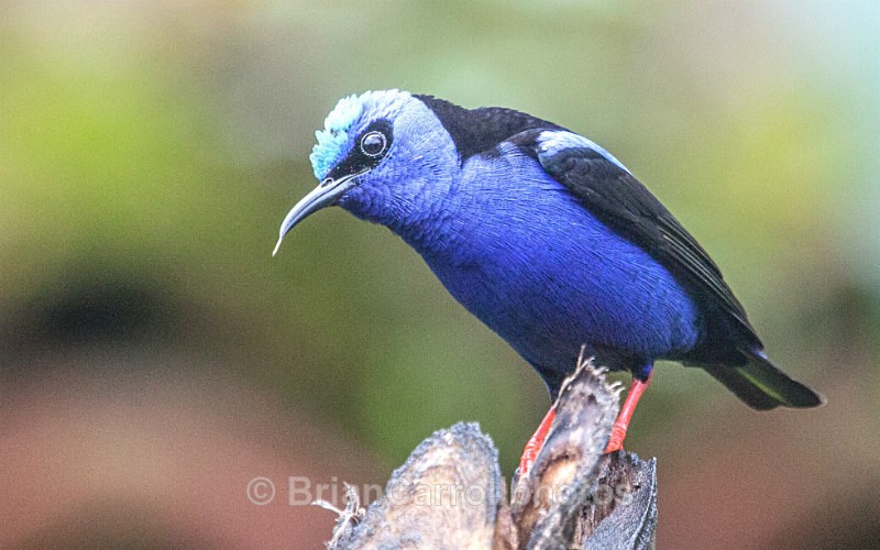 Red Legged Honeycreeper, Costa Rica - Costa Rican Wildlife