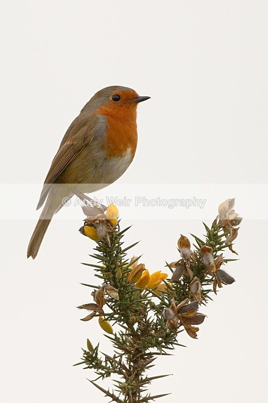 20120331-_MG_0215 - Robin