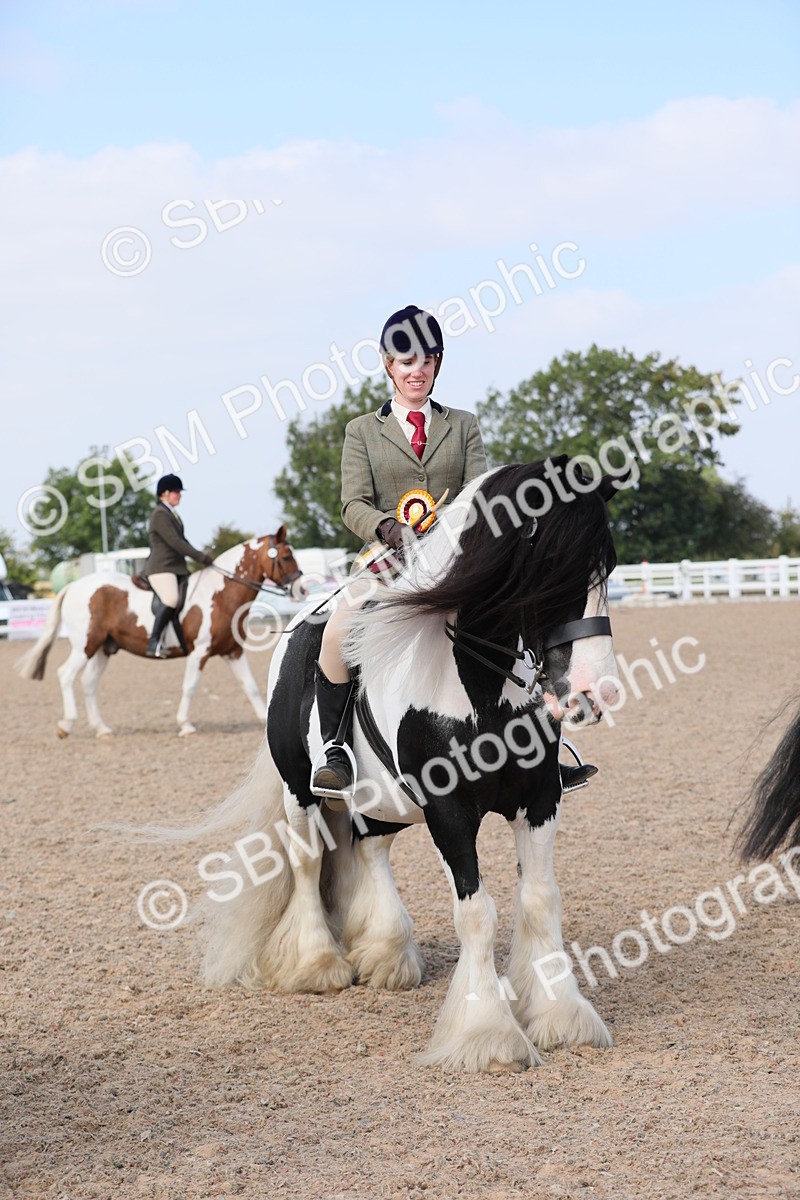 SBM_13526 - Class 308 Ridden Coloured Horse