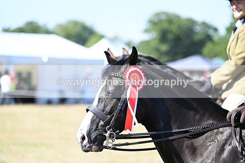 WJ7_4239 - Class 9 Mountain & Moorland Ridden