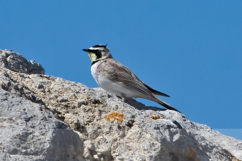 Horned (Shore) Lark perched on a rock - Horned (Shore) Lark