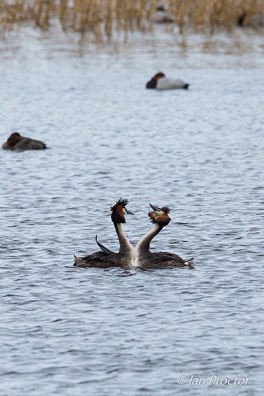 Great Crested Grebe Courtship Ritual - Nature