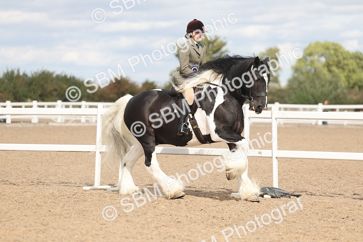 SBM_14871 - Class 308 - Ridden Coloured Horse