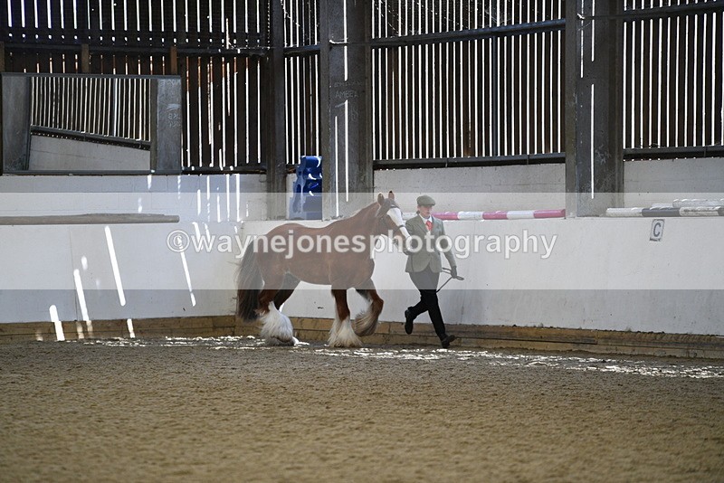 WJ5_5295 - Class 8 In hand cob