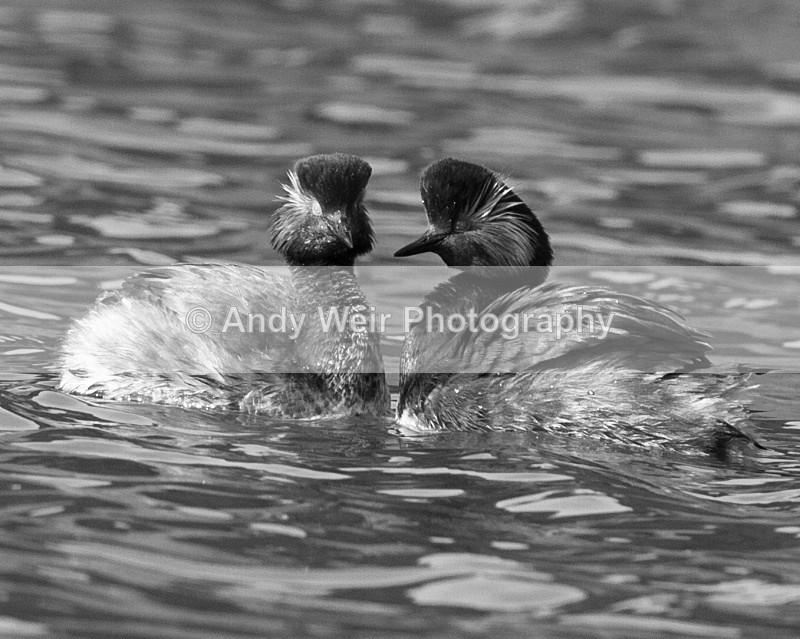 20110410-IMG_3155-2 - Black-necked Grebe