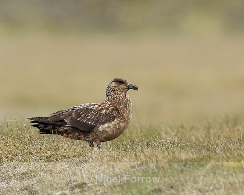 Great Skua, Iceland - Great Skua