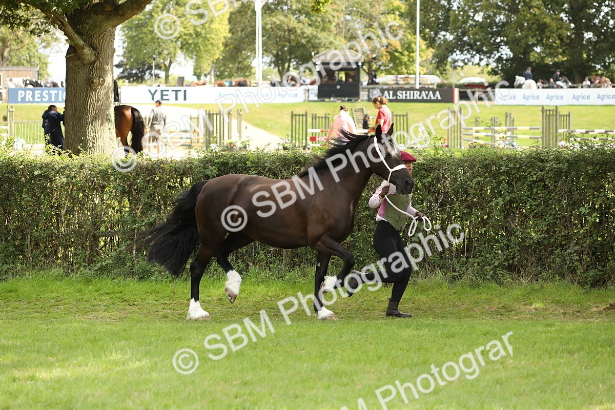 SBM_65376 - S47 - Mountain & Moorland In Hand Large Breeds