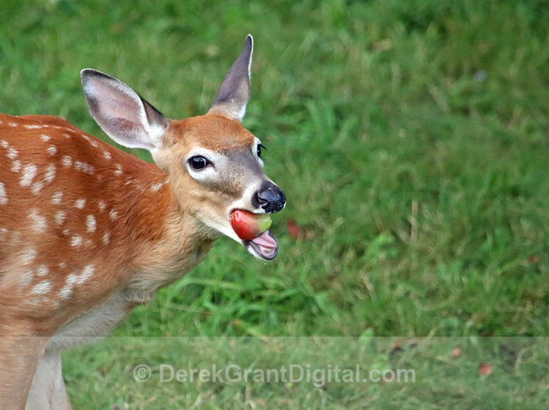 The Apple of my Eye - Mammals, Reptiles & Amphibians
