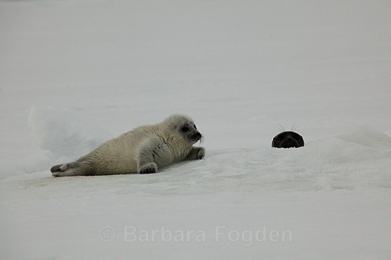 6 days old 0853 - First 6 weeks of a seal pup's life