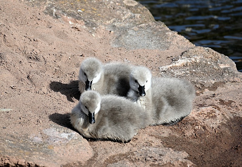 Cygnets Dawlish - Dawlish and Black Swans