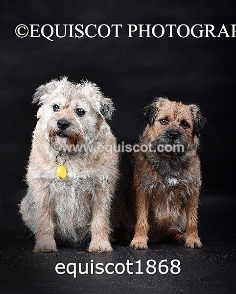 equiscot1868 - ODIE & TIA
