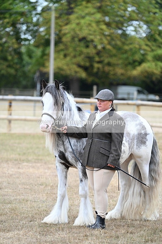 WJ7_9503 - Class 5 Most Handsome Gelding (up to 14.2hh)