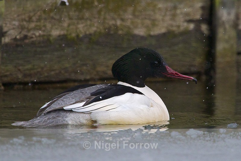 Goosander (male) - Goosander