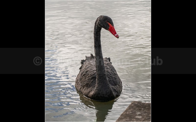 Black Swan - SHARON OWEN