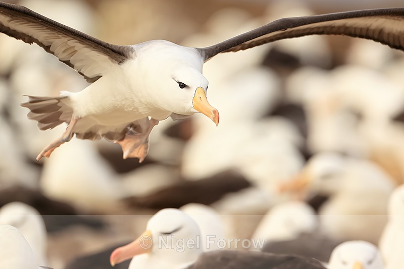 Black-browed Albatross low flight over colony, Steeple Jason - Black-browed Albatross