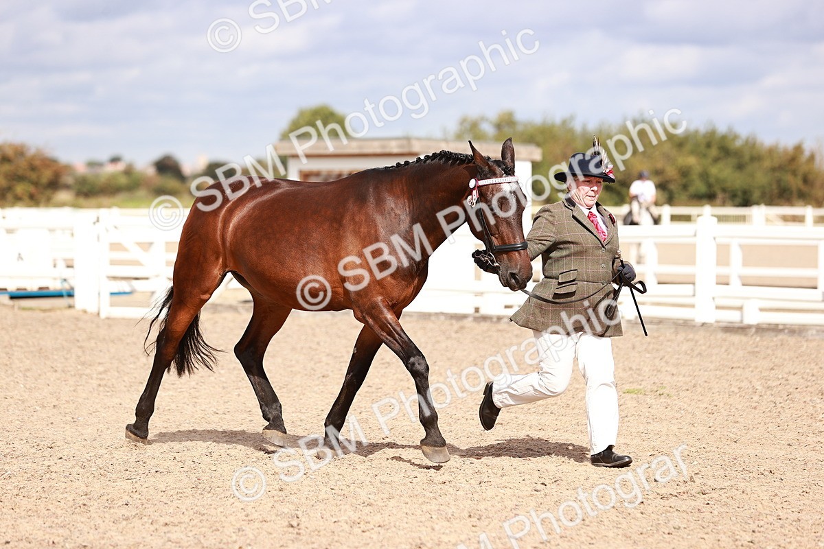 SBM_14221 - Class 407 - IH Hack Riding Horse