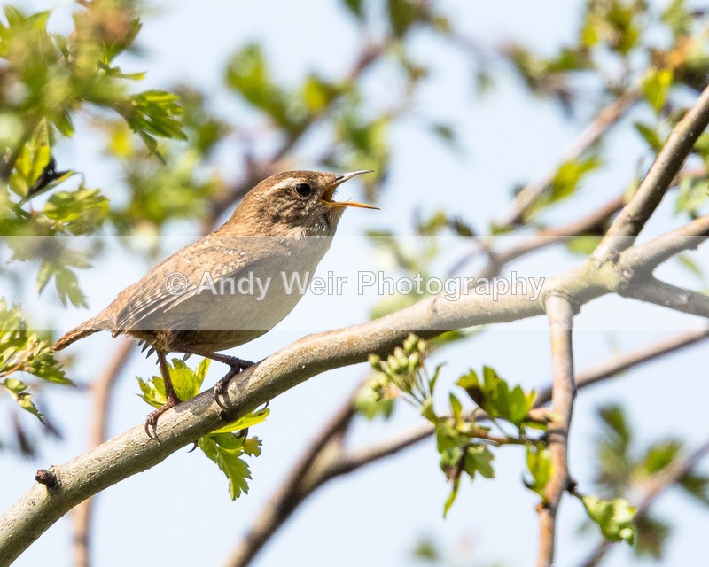 20160505-8E0A4663 - Dunnock & Wren