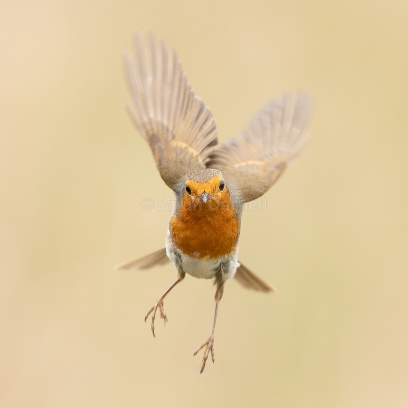 Flying Robin - Greeting Cards