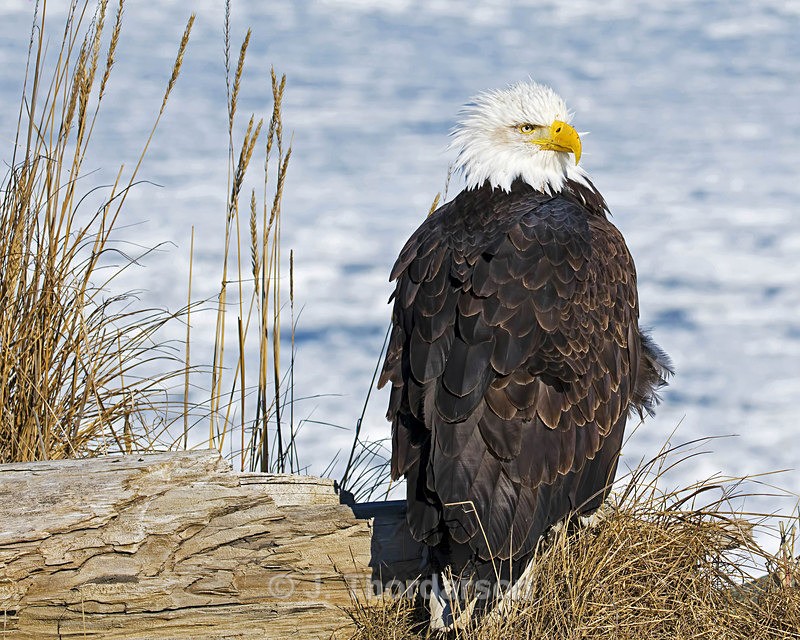  - Bald Eagles