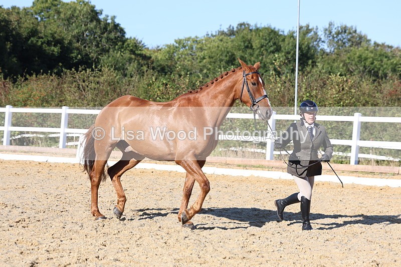 3E7A5220 - Class 7: Novice Ridden Hunter/Hack/RH/Cob
