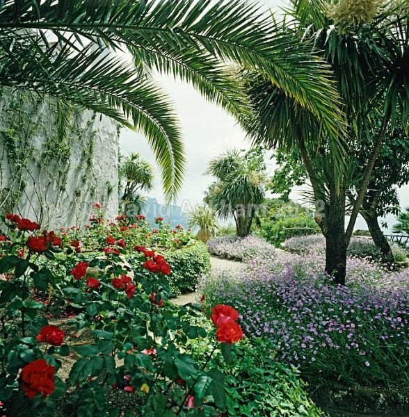 Ravello - Gardens & plants