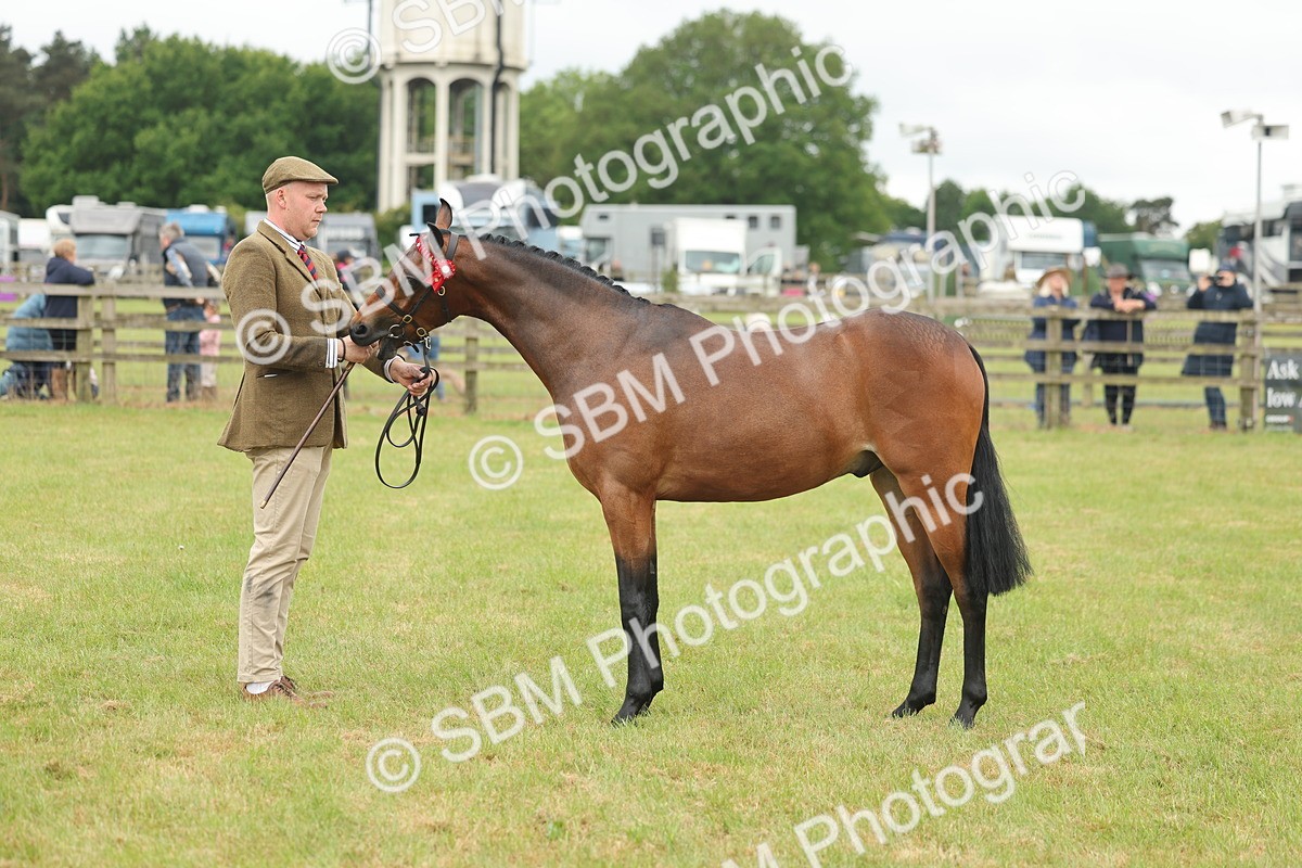 SBM_05417 - Class 68-73 - Riding Pony Breeding