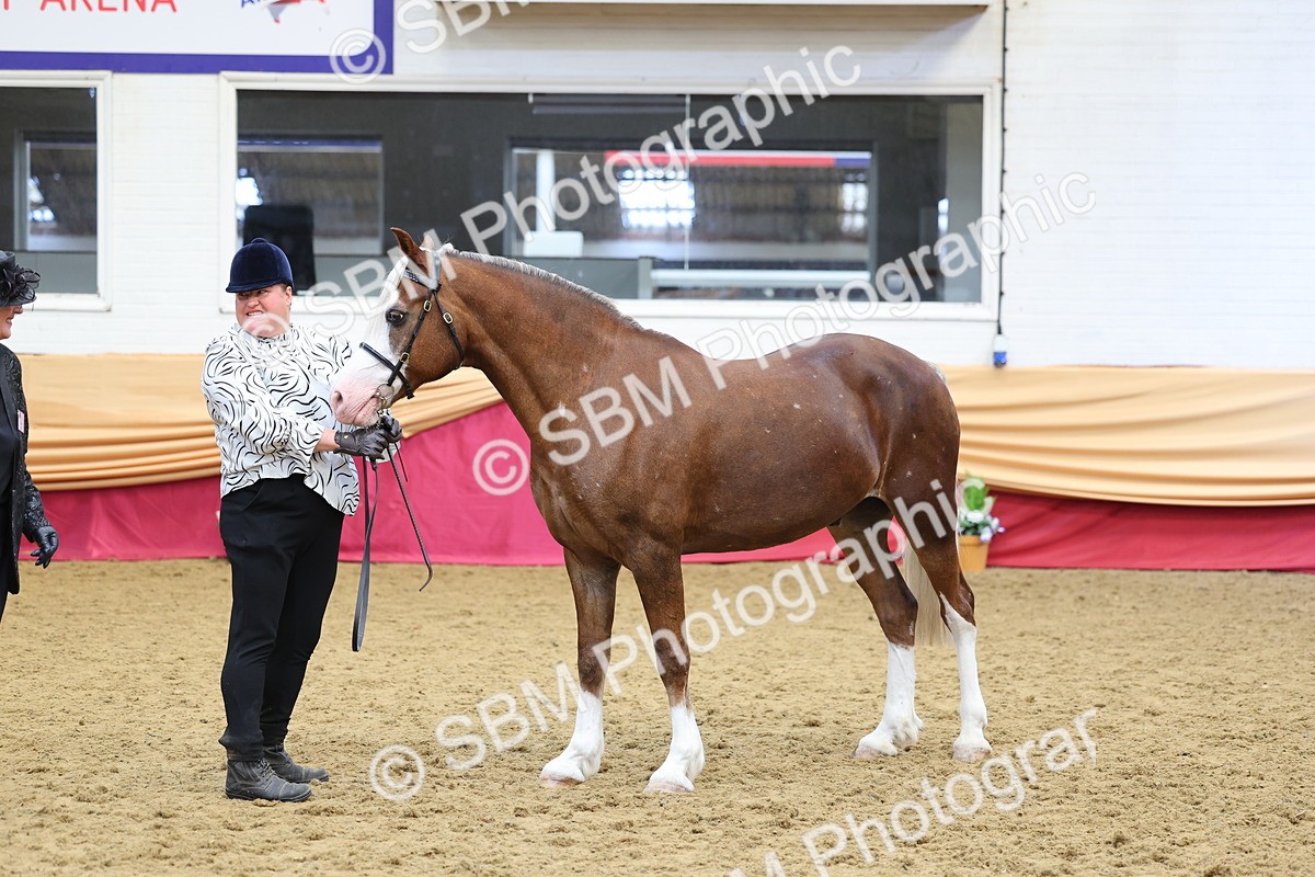 SBM_22909 - Class 903 - Supreme Final - IH Pre Vet