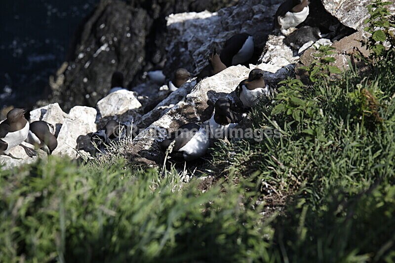 _56A7249 - Skomer 2019