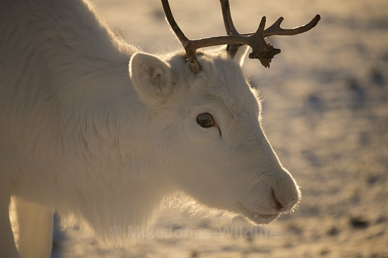 Reindeer calf, Lappi, Northern Finland - FINLAND & SWEDEN LANDSCAPES