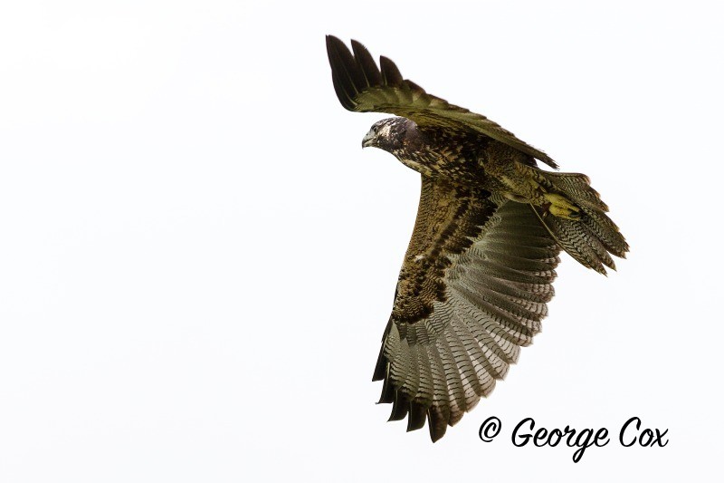 Buzzard in Flight - Birds of Prey