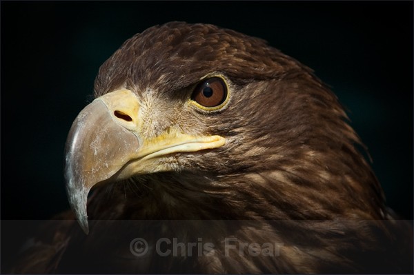 Portrait of a Sea Eagle - Animals/ Wildlife