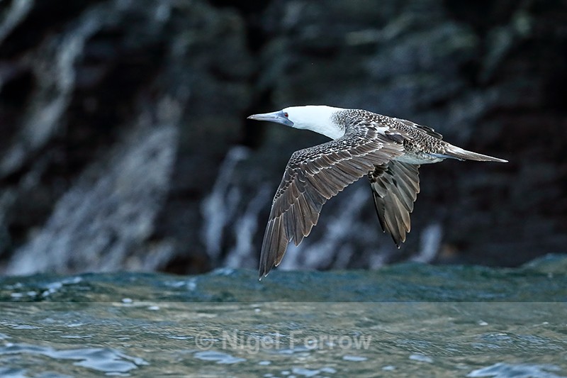 Peruvian Booby in flight, Chile - Peruvian Booby