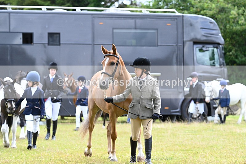 WJ7_6546 - Class 5 Handsome Gelding in hand