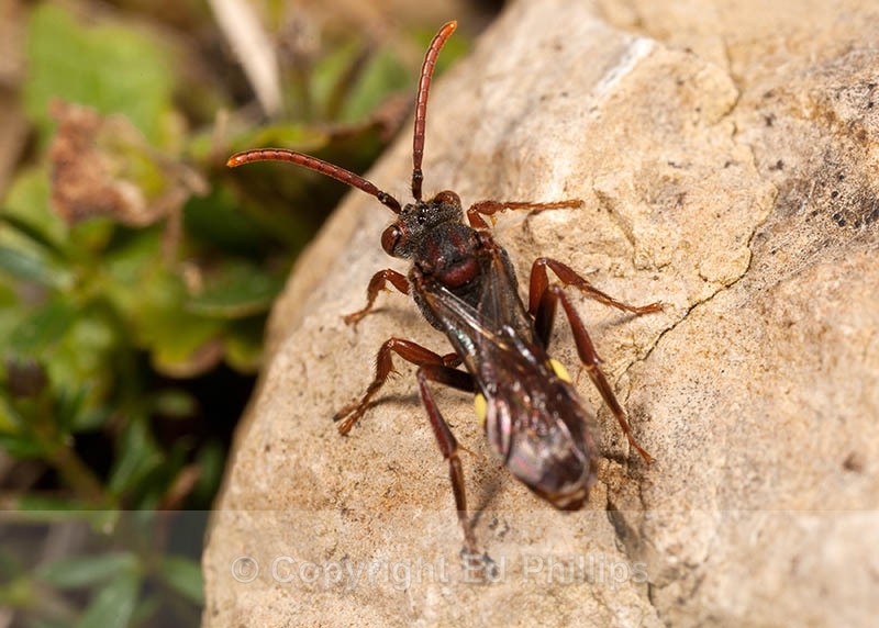 Nomada hirtipes (f) - Nomada hirtipes