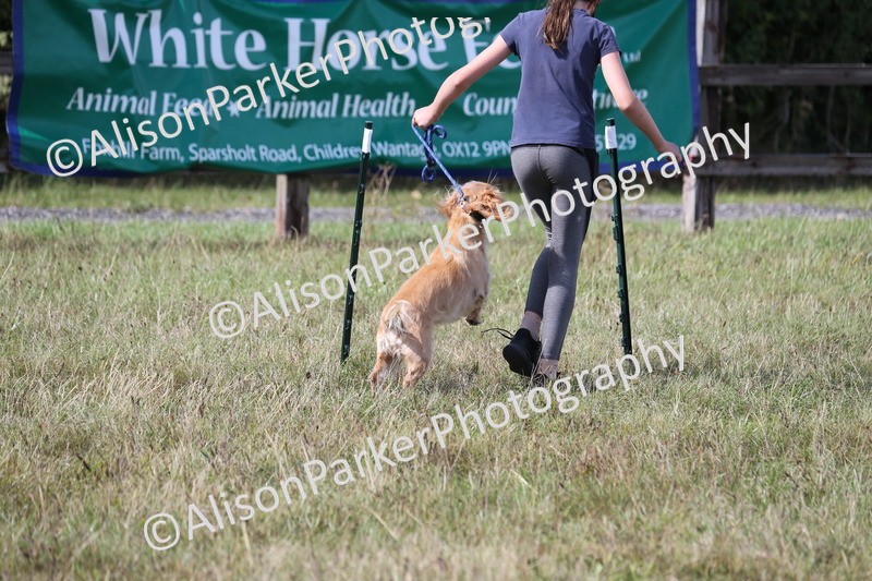20260906-3460 - Class 34 - Dog Agility