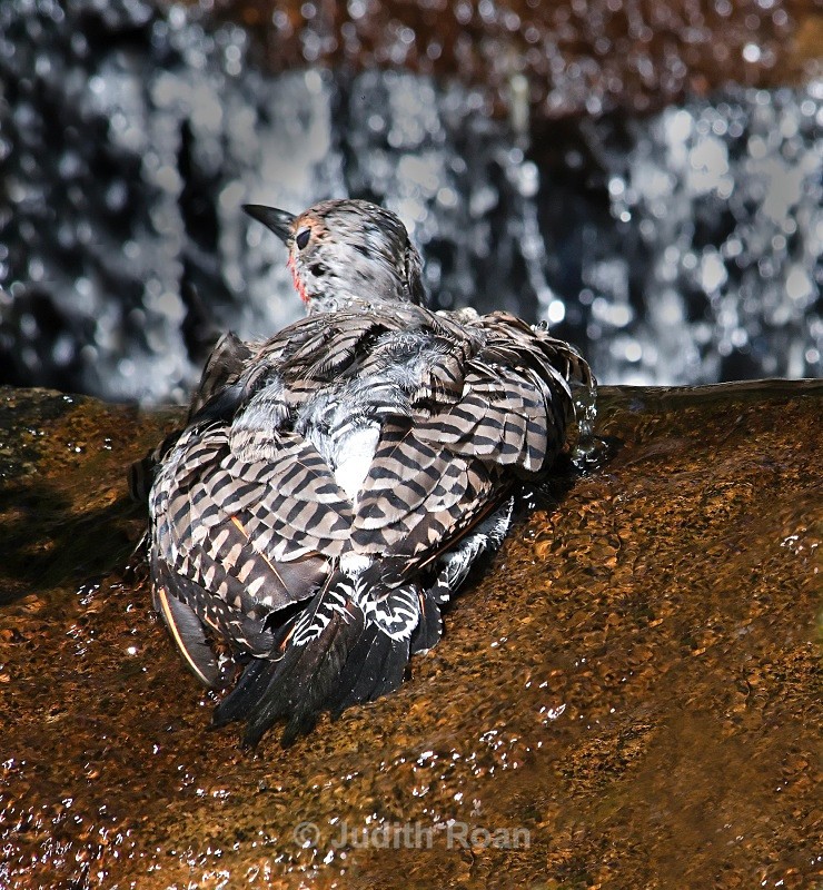 Red-shafted Flicker - Backyard Bathing Birds