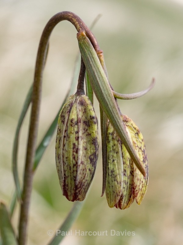 Mountain fritillary (Fritillaria montana )  - Gargano - Wild Flowers