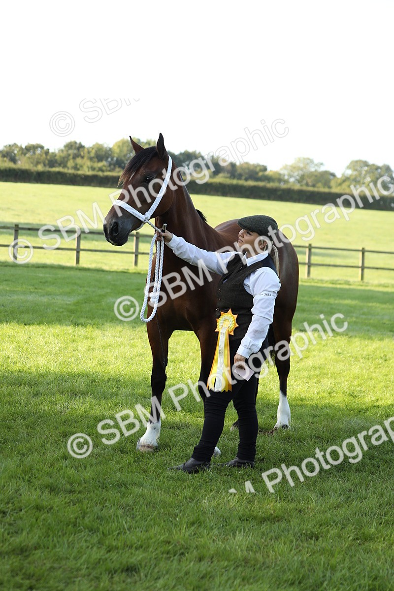 SBM_57984 - S42 - Youngstock