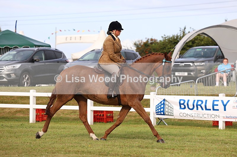 3E7A7990 - Class 2: Rising Star Large Hack/Riding Horse