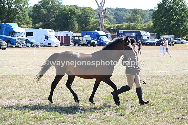 WJ6_7545 - Class 34 Judges Choice