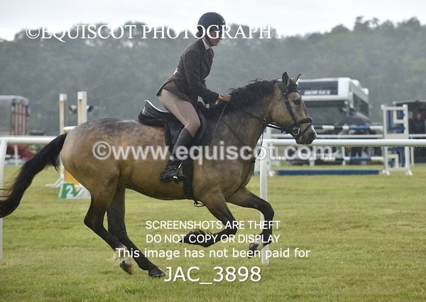 JAC_3898 - 55cm WORKING HUNTER