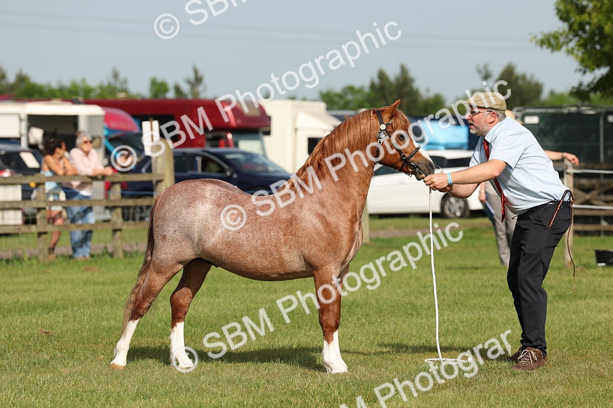 SBM_00650 - Class 6-13 - Mountatin and Moorland In Hand Welsh Breeds