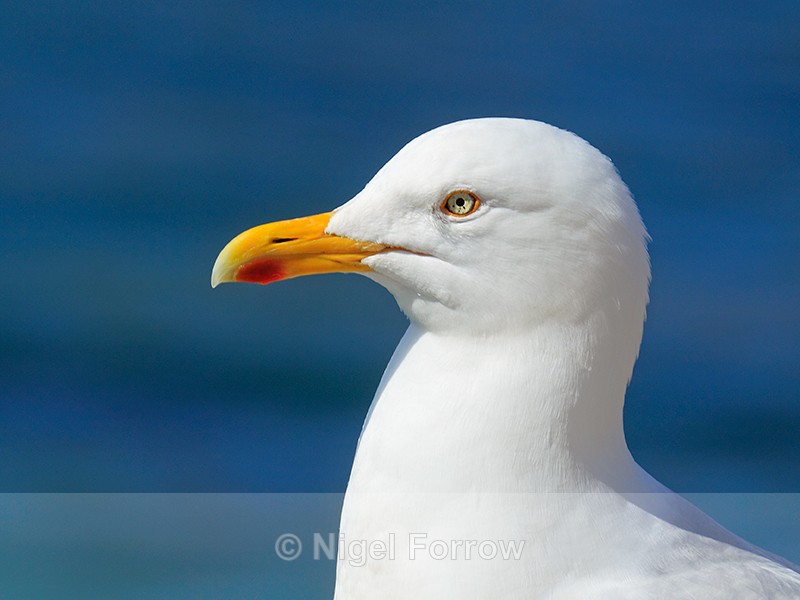 Herring Gull (adult) close view, Marazion, Cornwall - Herring Gull