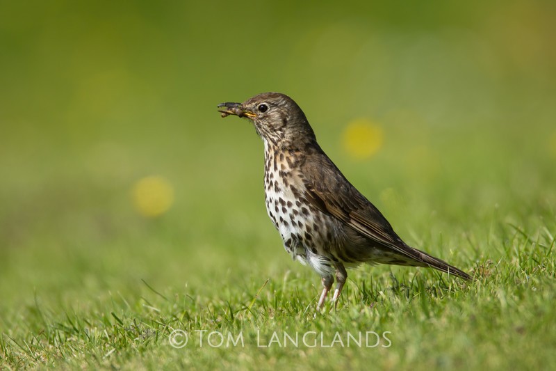 Song Thrush - All Other Birds