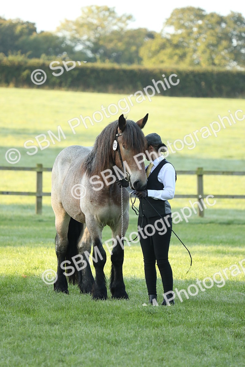 SBM_57842 - S42 - Youngstock